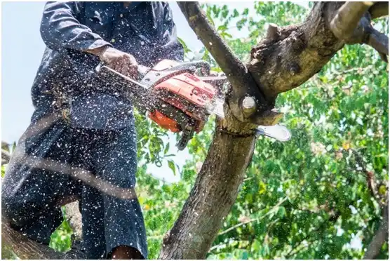 tree services Sunset Valley